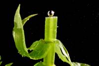 Photosynthèse et O2