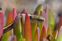 Reptiles et groupes apparentés