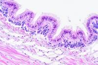 Histologie des organes par système - 2