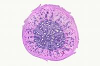 Histologie de l'appareil végétatif - partie 2