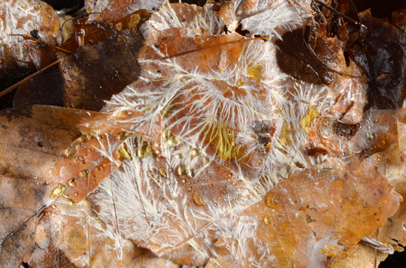 Décomposition des feuilles et du bois mort