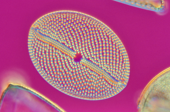 Ecosystèmes et biodiversité