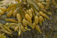 Reproduction des plantes sans fleur