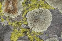 Fungi - Lichens