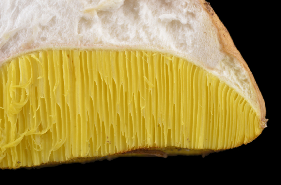 Fungi - Appareil reproducteur des mycètes