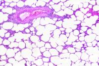 Système respiratoire