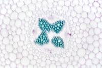 Structure primaire des racines