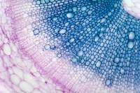 Structure secondaire des racines