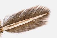 Téguments et phanères