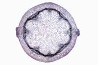 Structure primaire des tiges