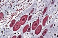 Cellules et tissus animaux