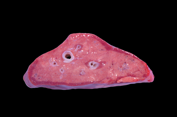 Cellules, tissus, organes