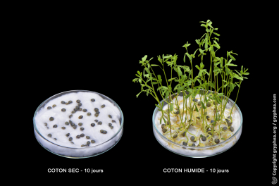 De quoi les végétaux ont-ils besoin pour vivre et grandir ? 