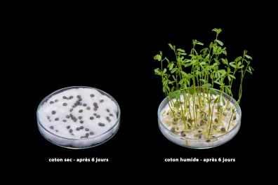 Expériences sur la germination