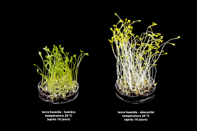 Nutrition des plantes à fleurs