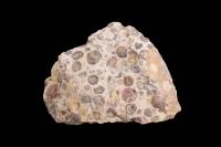 Roches sédimentaires typiques