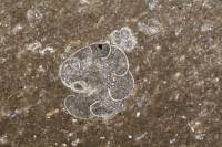 Lames minces de roches sédimentaires