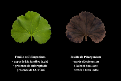 Photosynthèse et amidon