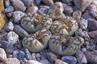 Adaptations à l'environnement