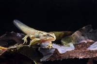 Anatomie et physiologie des animaux