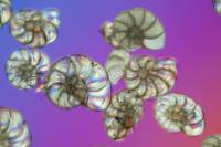 Foraminifères et protozoaires fossiles