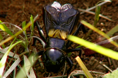 Communication chez les animaux