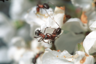 Relations intraspécifiques