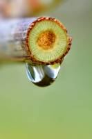 Circulation de la sève