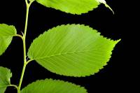 Arbres et leurs feuilles