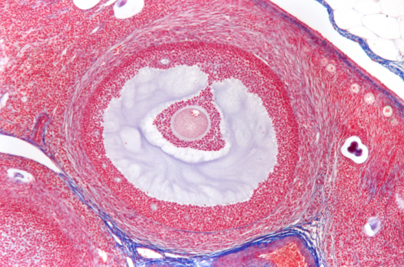 Système reproducteur