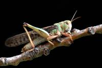 Respiration des animaux