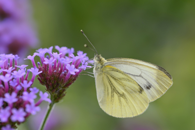 Coopération et Mutualisme