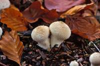 Fungi - Champignons