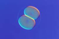 Fécondation et développement chez les animaux 