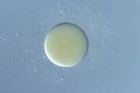 Fécondation et développement