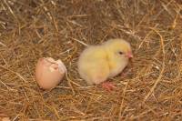 La naissance des animaux