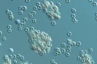 Système immunitaire