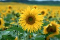 Les besoins d’une plante au cours de sa vie  