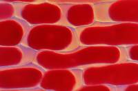 L'eau dans les plantes