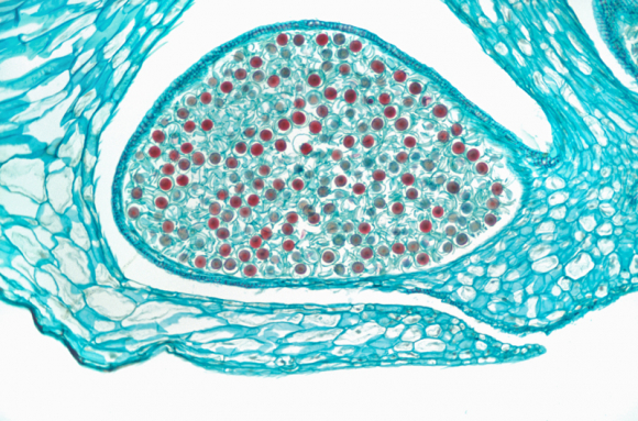 Organes reproducteurs des plantes sans fleur