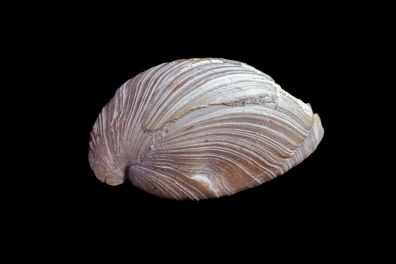 Brachiopodes fossiles