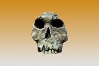 Primates fossiles