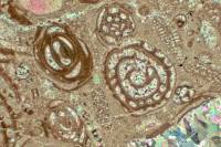 Microfossiles 