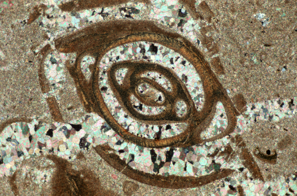 Lames minces de microfossiles