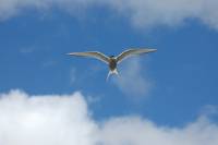 Déplacement des animaux