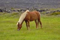 Qu’appelle-t-on un être vivant ? 
