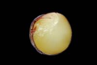 La naissance des végétaux  