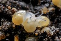 Reproduction des animaux