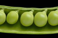 Les catégories d’aliments  