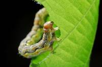 Alimentation des animaux